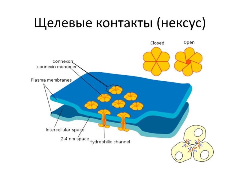 Щелевые контакты (нексус)